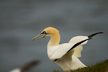 Gannet sitting on a cliff with a clear background