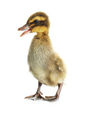 Cute funny duckling on white background