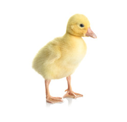 Cute funny gosling on white background