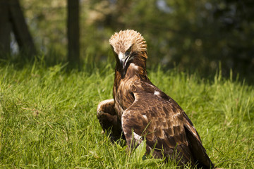 Golden Eagle, Bird of prey, Perched on it's prey in a field with a clean background