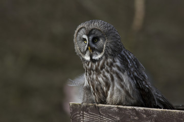 Great Grey Owl, Bird of Prey, perched with a lovely clean background