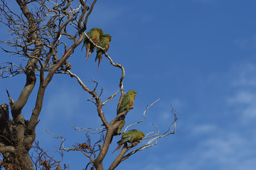 Group of Austral Parakeet (Enicognathus ferrugineus) perched on a tree in Torres del Paine National Park in Chile. 
