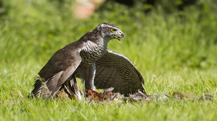 Goshawk, Bird of Prey, perched on a pheasant with lovely depth of field 