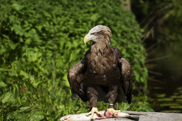 White Tailed Eagle, Bird of Prey, perched on a log with salmon with a lovely depth of field