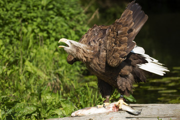 White Tailed Eagle, Bird of Prey, perched on a log with a salmon calling 