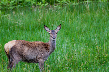 Naklejka na ściany i meble Red Deer Hind,Female,in a field with a lovely background