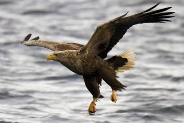 White Tailed Eagle, Bird of prey, swooping over the ocean to catch a fish