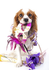 King charles spaniel dog celebrate event. Party dog with mask. Carnival or celebrating concept.