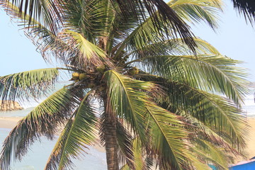 Fototapeta premium Palmera. Arboletes, Antioquia, Colombia. 