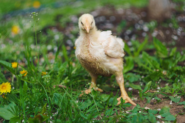 callow broiler chick walking in a farm grass