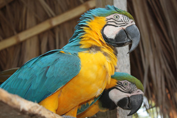 Guacamayas, Hacienda Nápoles. Puerto Triunfo, Antioquia, Colombia. 