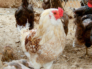 chicken 2.jpg