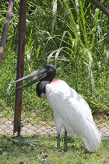 Naklejka premium Garzón, Zoológico Santa Fe. Medellín, Antioquia, Colombia. 