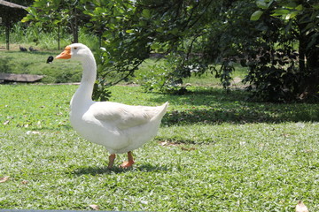 Ganso, Zoológico Santa Fe. Medellín, Antioquia, Colombia. 