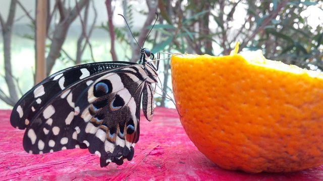 farfalla posata sulla buccia d'arancia