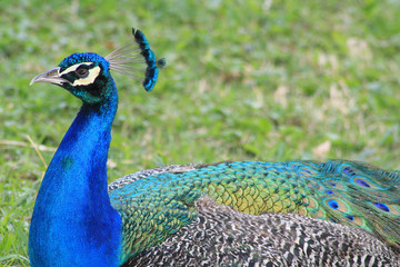 Pavo real, Zool&oacute;gico Santa Fe. Medell&iacute;n, Antioquia, Colombia. 