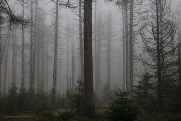 The old and autumn forest in Harz, Germany