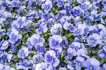 Flax blue flowers geranium flower field close up background