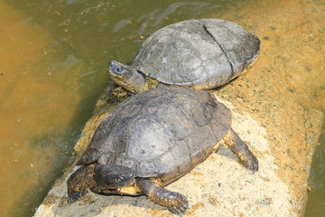 Obraz premium Tortugas, Zoológico Santa Fe. Medellín, Antioquia, Colombia