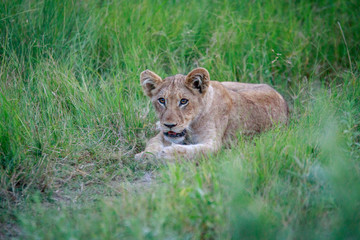 Naklejka na ściany i meble Lion cub laying in the grass.