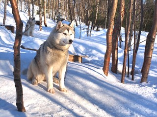  Siberian husky in Husky park , Murmansk Russia