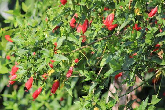 Farolito rojo, malvavisco o falso hibisco (Malvaviscus arboreus). Ebéjico, Antioquia, Colombia. 