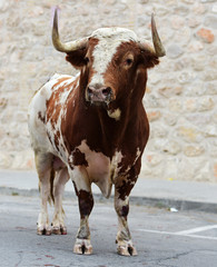bull