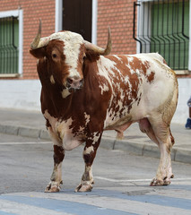 bull