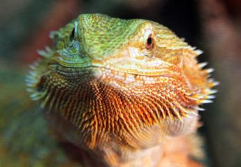 Portrait of Central (or Inland) Bearded Dragon (Pogona vitticeps)