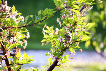 Fruit flowers