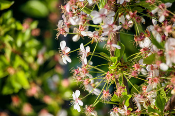 Fruit flowers
