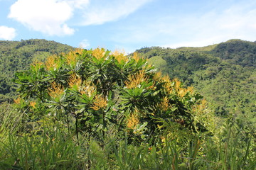 Paisaje rural. San Luis, Antioquia. Colombia.