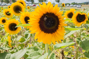 Sonnenblumenfeld vor Parkplatz