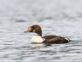 Male Juvenile King Eider Swimming