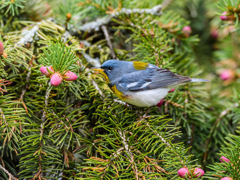 Northern Parula Perched on Spruce Tree
