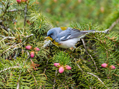 Northern Parula Perched on Spruce Tree