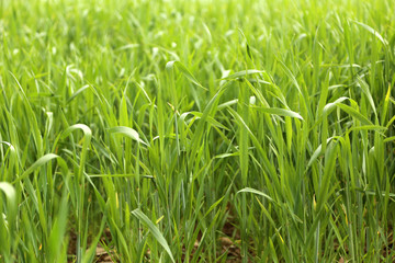 Un prato con erba verde e luce solare 