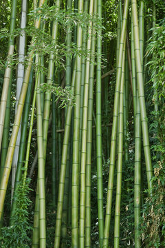 Lush green bamboo background