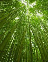 Lush green bamboo background