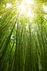 Türaufkleber Bambus Üppiger grüner Bambushintergrund