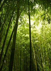 Fototapeta premium Lush green bamboo background