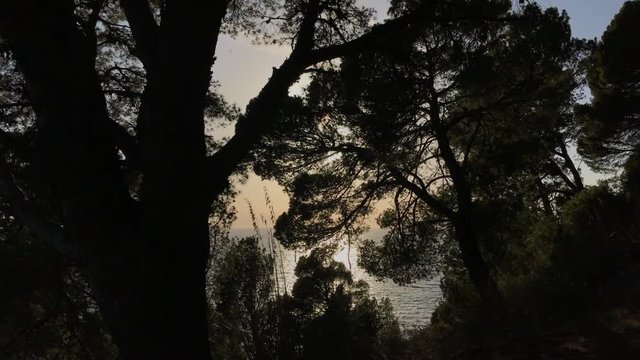 Sunset between the trees, Cilento, Italy, 4K