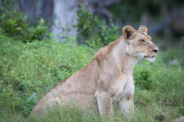 Naklejka premium Female Lion sitting in the grass.