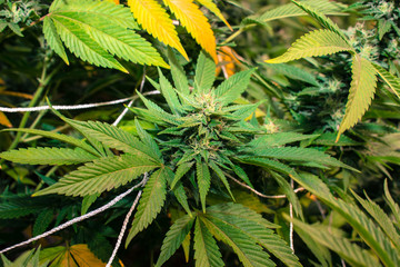 Cannabis Gorilla Grow