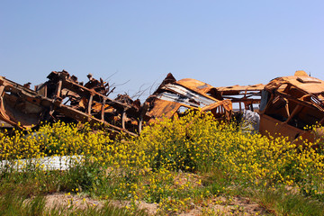 Scrap old school buses at junkyard