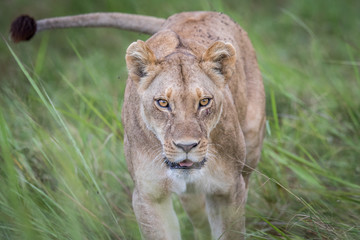 Female Lion walking towards the camera.