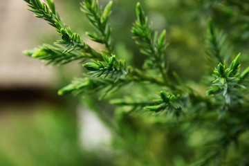 Branch of a coniferous tree on green background.