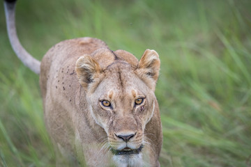 Female Lion walking towards the camera.