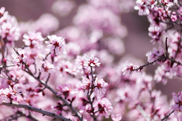 Spring flowers with blured background