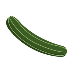 fresh cucumber vegetable food healthy vector illustration